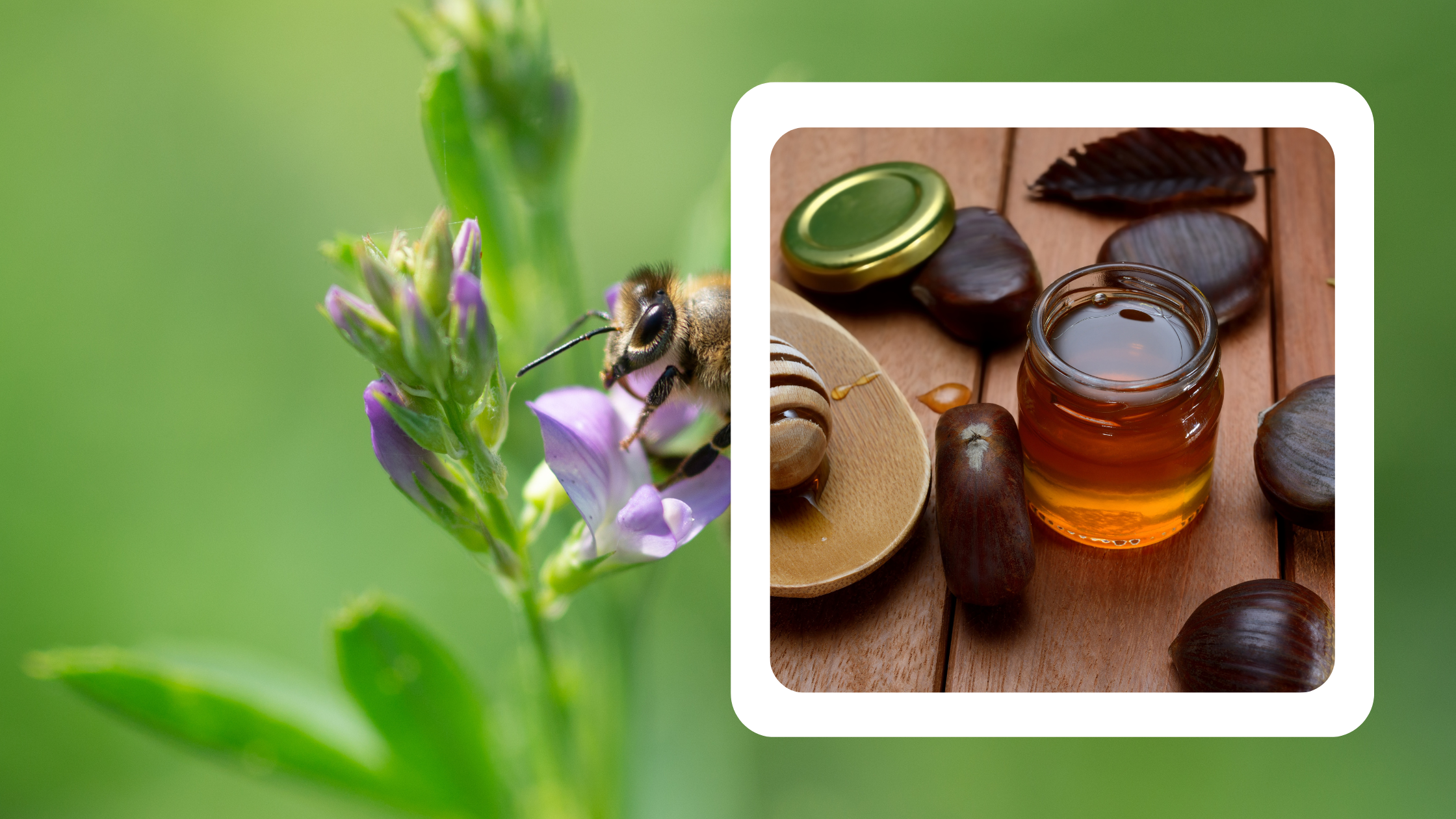 Golden alfalfa honey in a glass jar, showcasing its light color and smooth texture, with fresh alfalfa flowers in the background