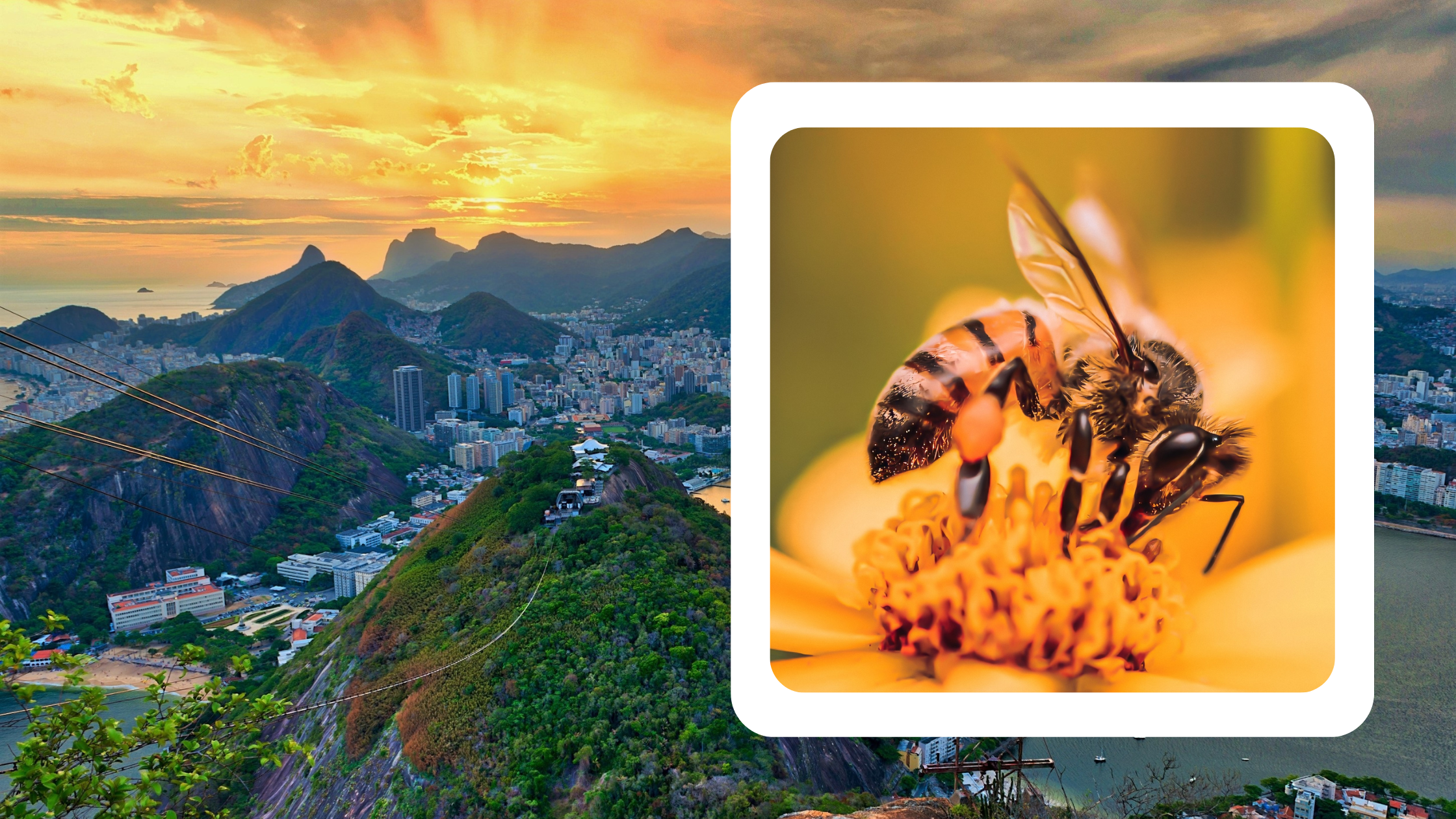 Flavorful Brazilian honey, a golden treasure from the lush landscapes of Brazil.