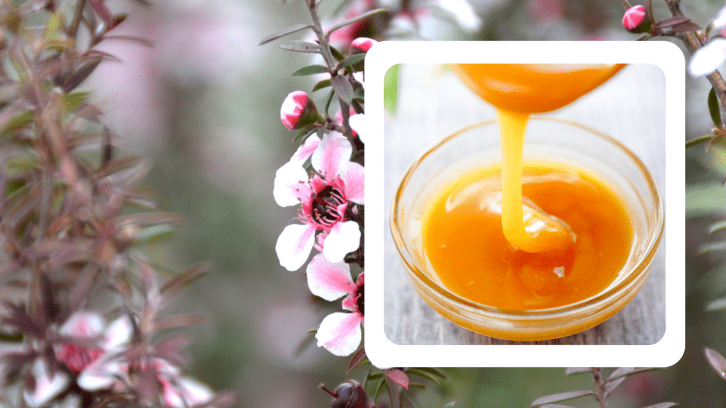 Manuka honey, a golden gem from the healing nectar of New Zealand's native Manuka flowers.