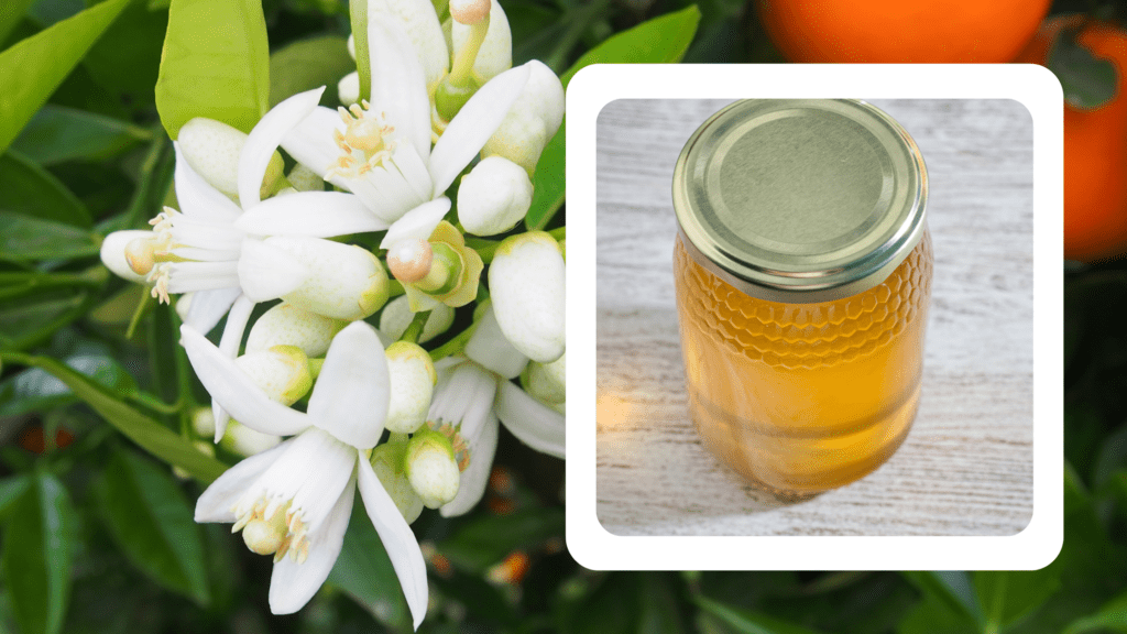 Orange blossom honey, a golden delight infused with the fragrant essence of citrus blooms.