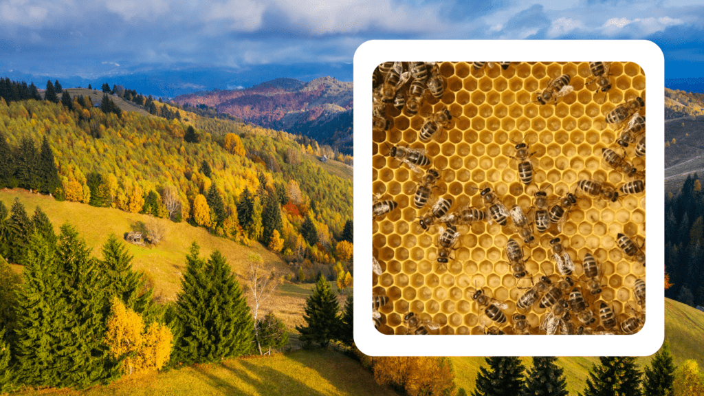 Pure and flavorful Romanian honey, a golden delicacy from the heart of Eastern Europe.