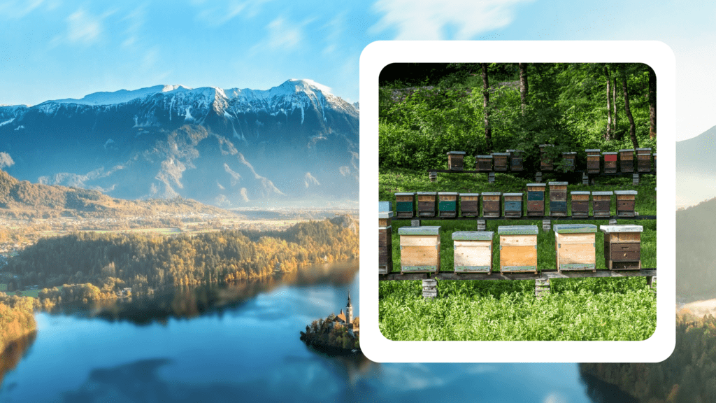 Delicious Slovenian honey, a golden treasure from the pristine landscapes of Slovenia.