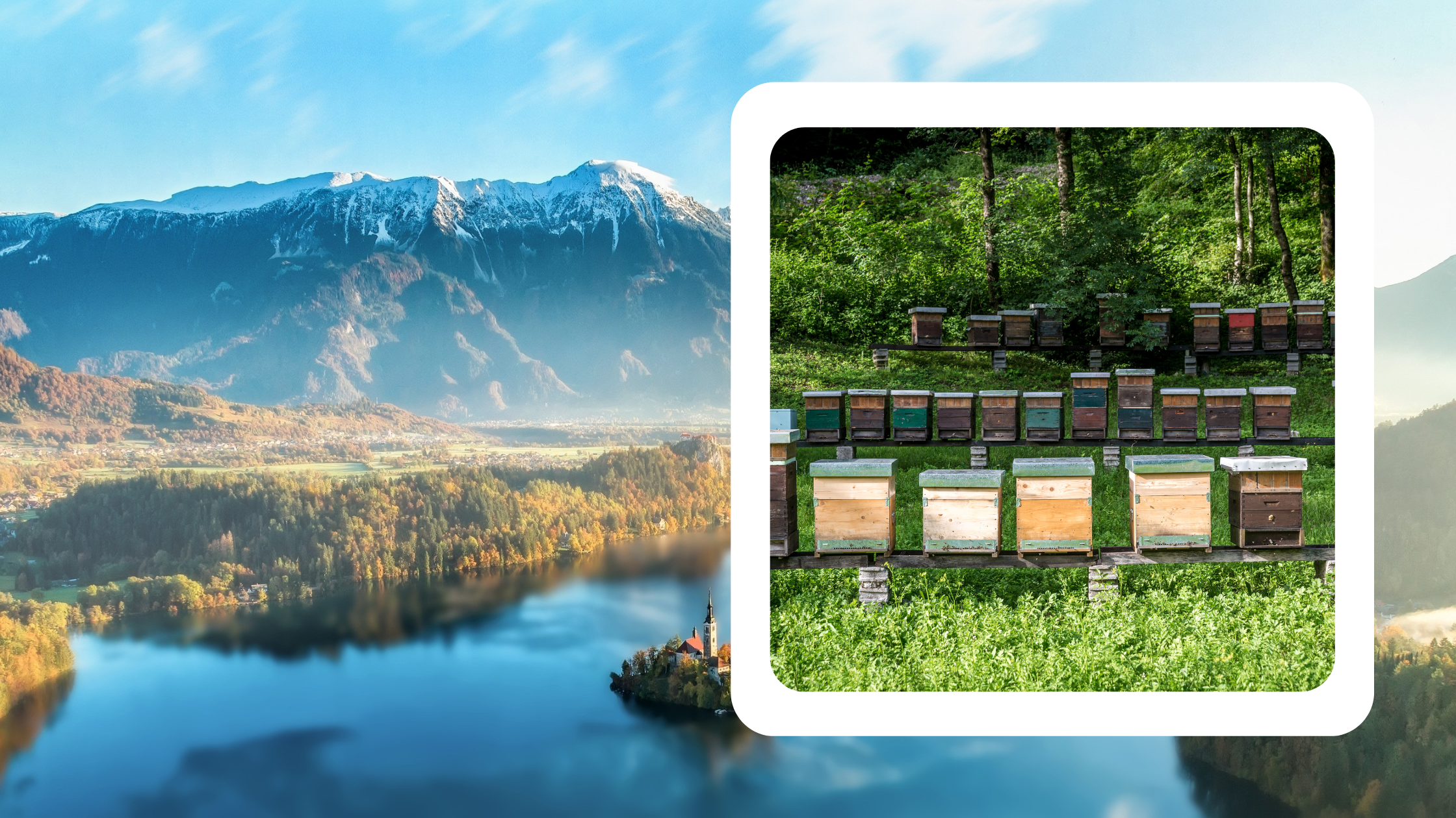 Delicious Slovenian honey, a golden treasure from the pristine landscapes of Slovenia.