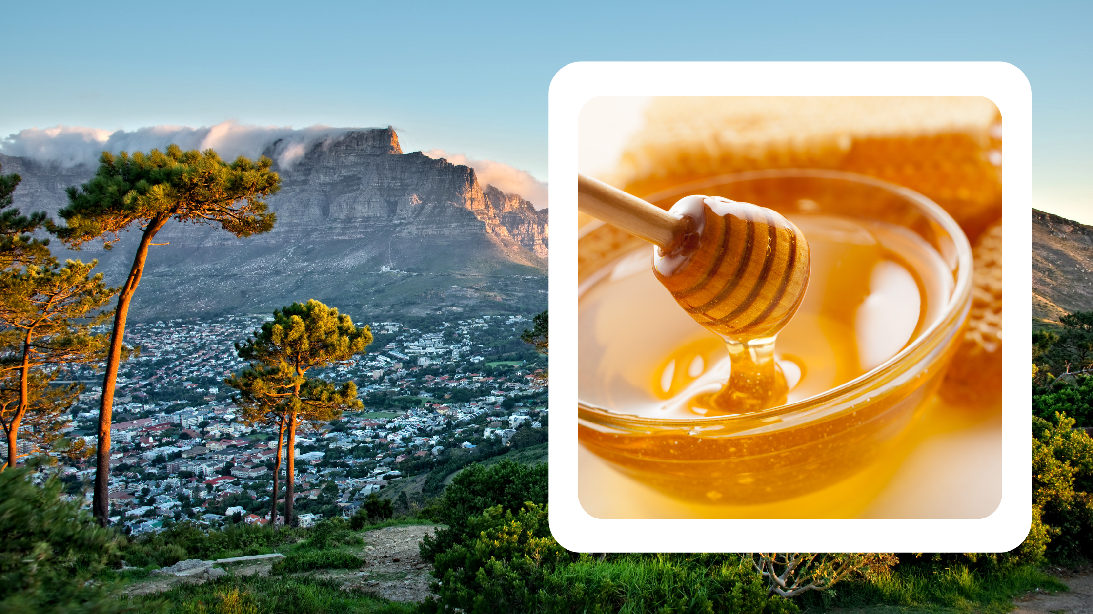 Delicious South African honey, a golden treat from the vibrant landscapes of the Rainbow Nation.