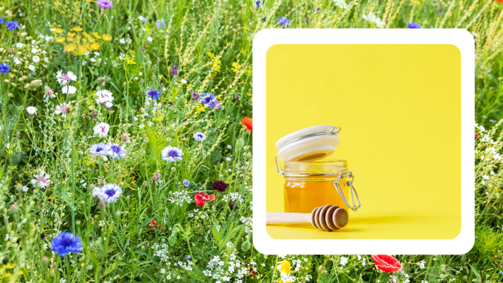 Wildflower honey, a golden nectar from nature's colorful bouquet.