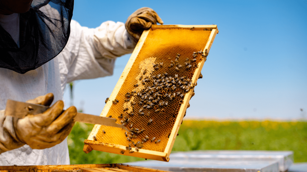 A beekeeper using a honey extractor to harvest honey from beehives.