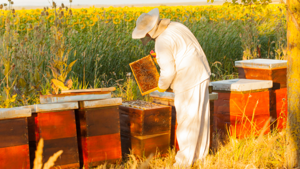 Beekeeper harvesting honey from a hive. Beeswax frames filled with capped honeycomb are being uncapped using an uncapping knife.
