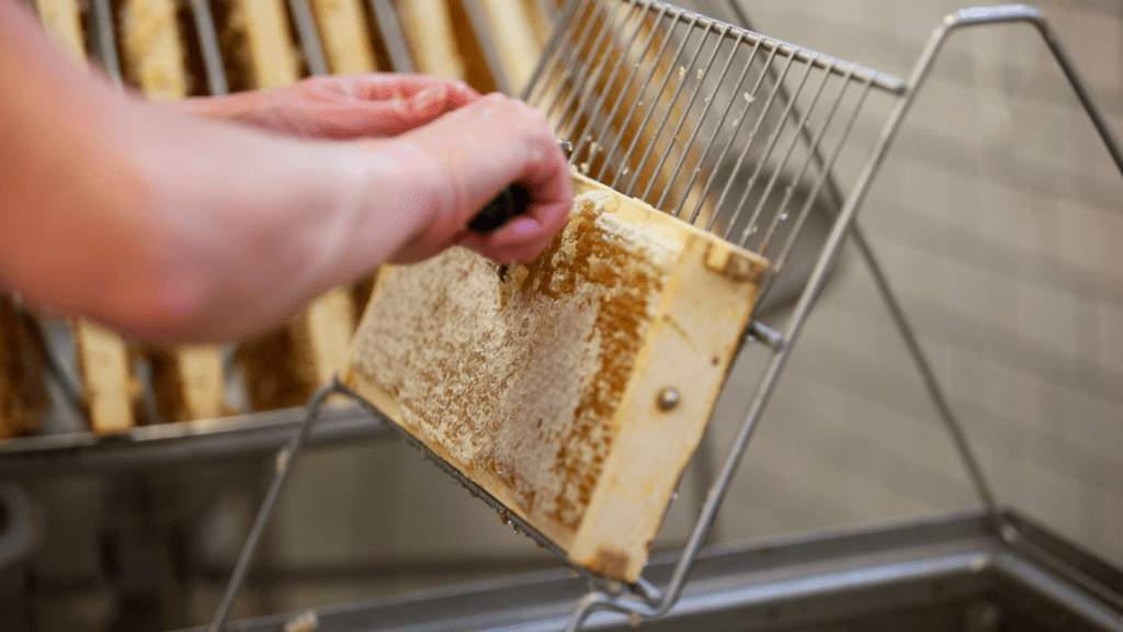 A beekeeper wearing protective gear and using a honey extractor to harvest honey from beehives.