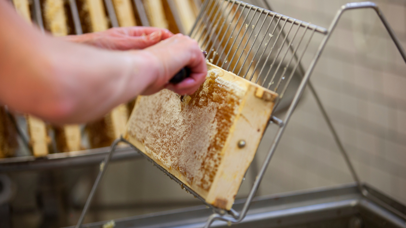 A beekeeper wearing protective gear and using a honey extractor to harvest honey from beehives.