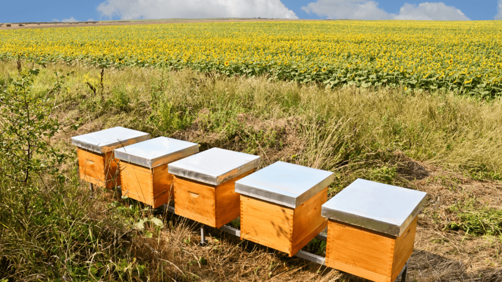 Beekeeper inspecting honeycombs for readiness to harvest honey.