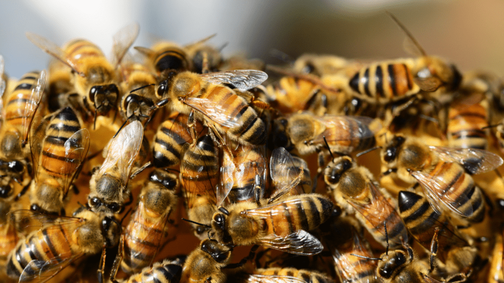 Bees inside a hive, engaging in various activities and displaying social behavior.
