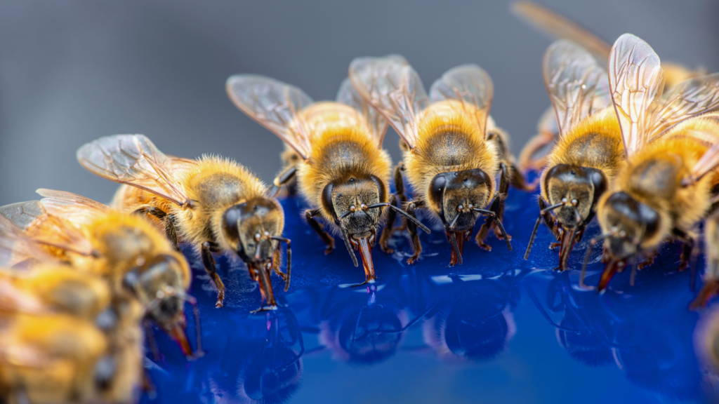 Close-up of a honey bee collecting nectar from a flower, showcasing its fuzzy body and pollen-laden legs