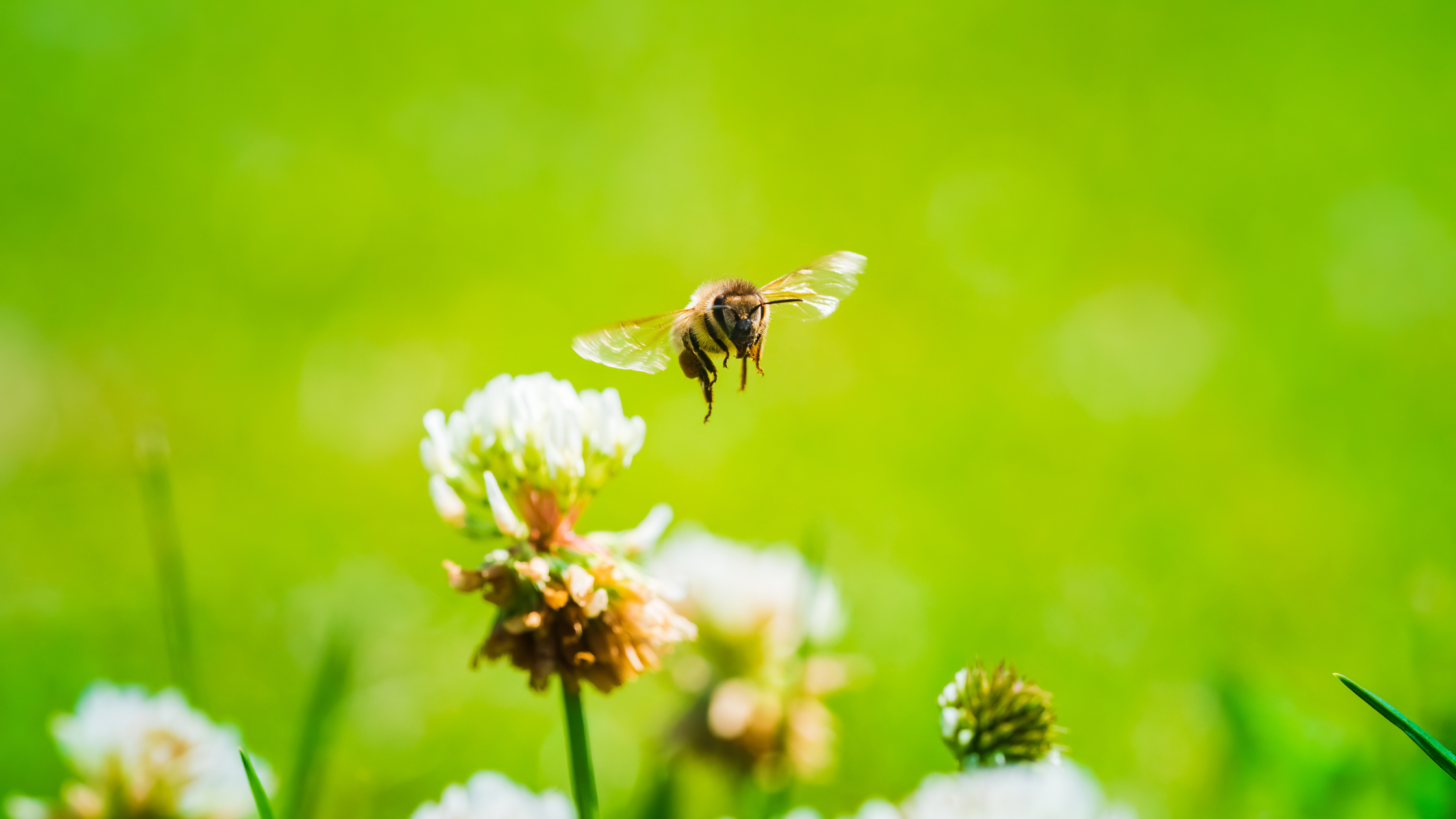 Jar of golden clover honey with a wooden honey dipper, showcasing its smooth texture and rich, natural sweetness against a rustic wooden background.