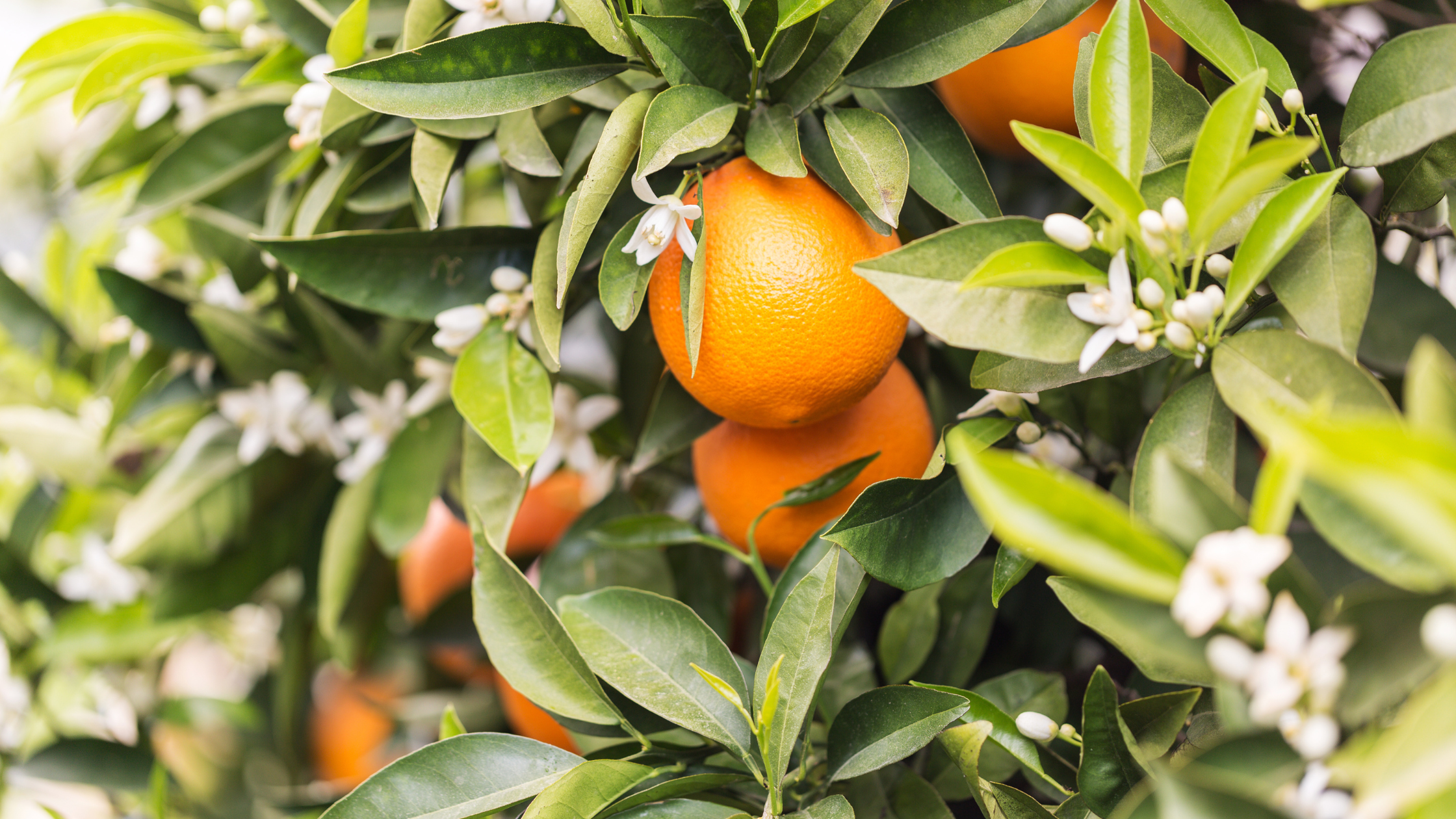 A jar of golden-orange orange blossom honey, surrounded by fresh orange blossoms and leaves, showcasing its natural sweetness and floral aroma