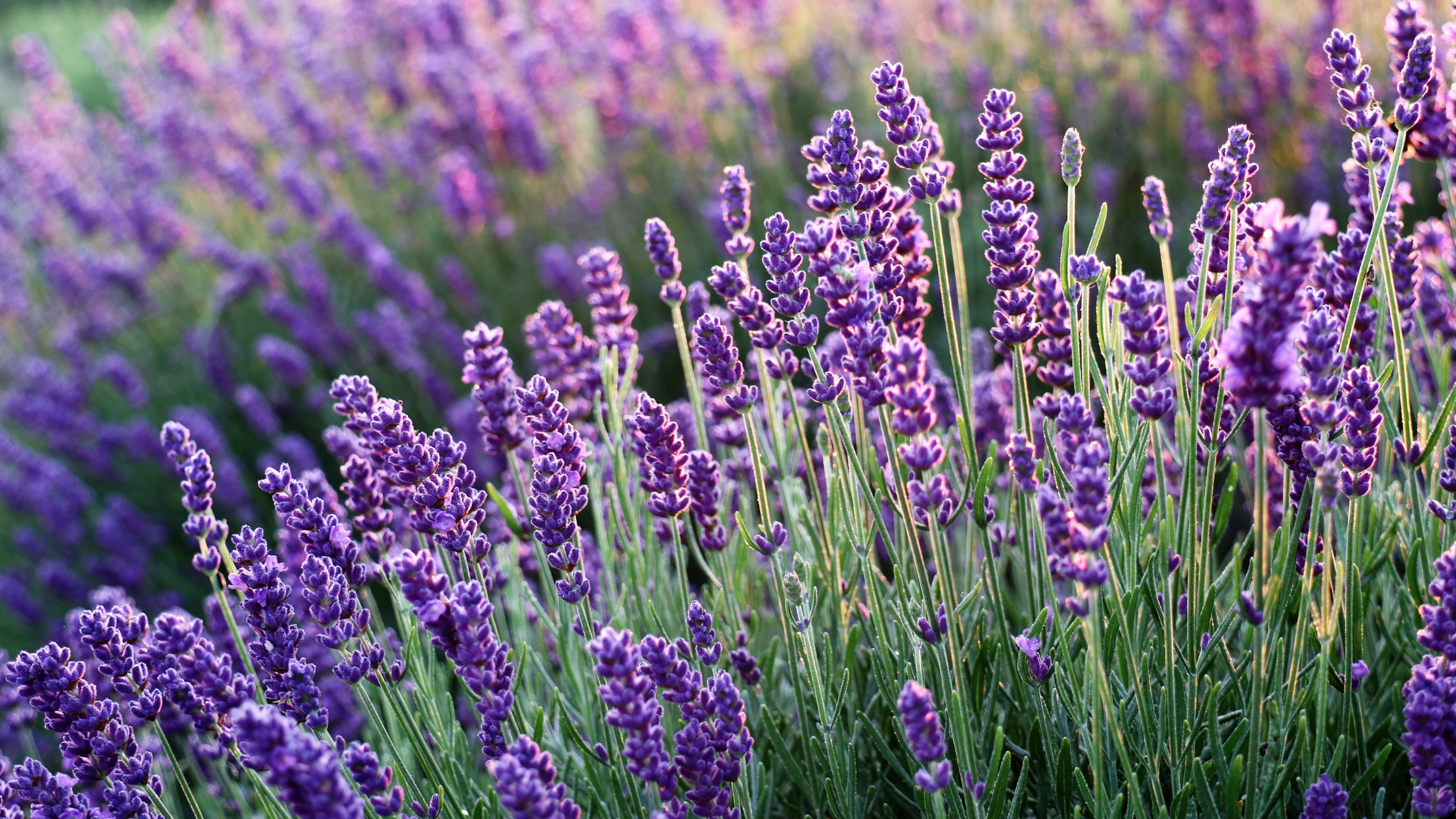 A jar of golden lavender honey, surrounded by fresh lavender flowers and green leaves, highlighting its floral aroma and rich texture