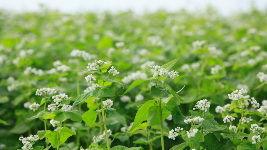 A jar of dark, rich buckwheat honey surrounded by fresh buckwheat flowers, showcasing its unique color and texture