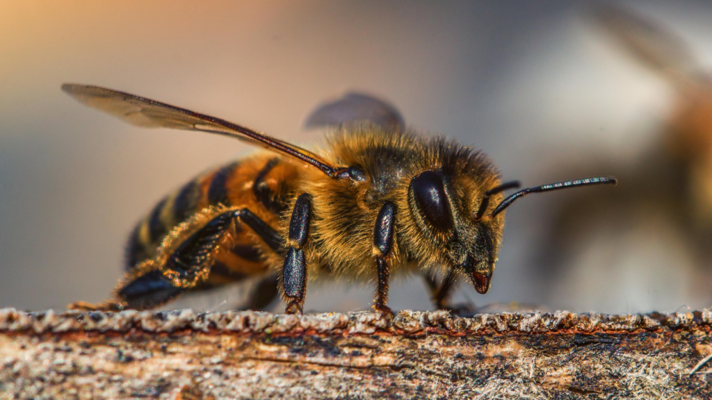 Close-up of a honey bee collecting nectar from a vibrant flower