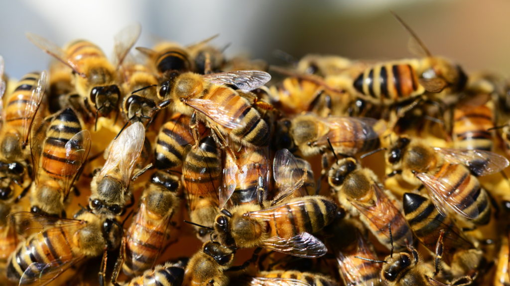 A close-up of honey bees working on a vibrant flower, collecting nectar and pollen