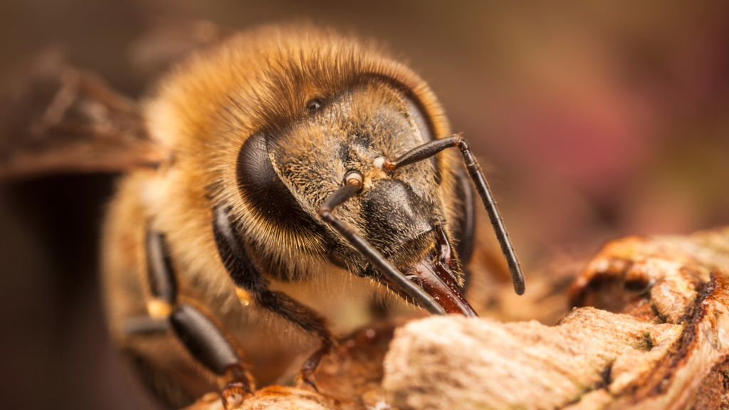 A close-up of a Western honey bee (Apis mellifera) collecting nectar from a vibrant flower, showcasing its fuzzy body covered in pollen