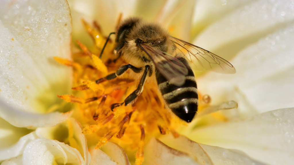 A close-up of an Eastern honey bee (Apis cerana) collecting nectar from a flower, showcasing its fuzzy body covered in pollen