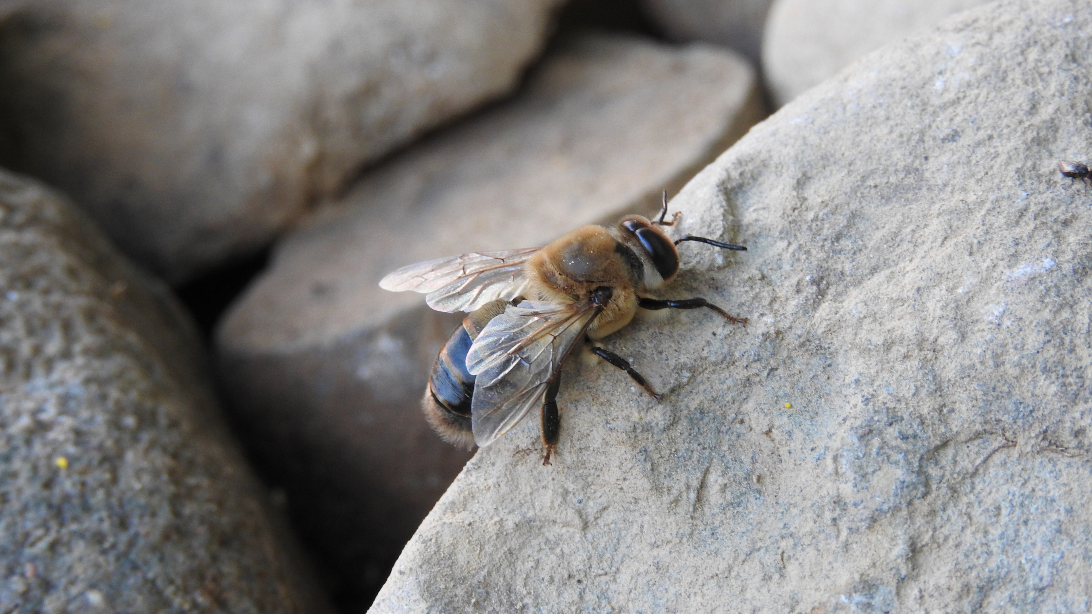 A close-up of a Rock Honey Bee (Apis laboriosa) on a cliffside, showcasing its large, dark body and translucent wings as it gathers nectar from high-altitude wildflowers in the Himalayan mountains