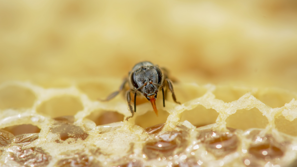 A close-up of a Small Honey Bee (Apis florea) resting on a vibrant flower, showcasing its delicate wings and tiny body, highlighting the bee's important role in pollination despite its small size