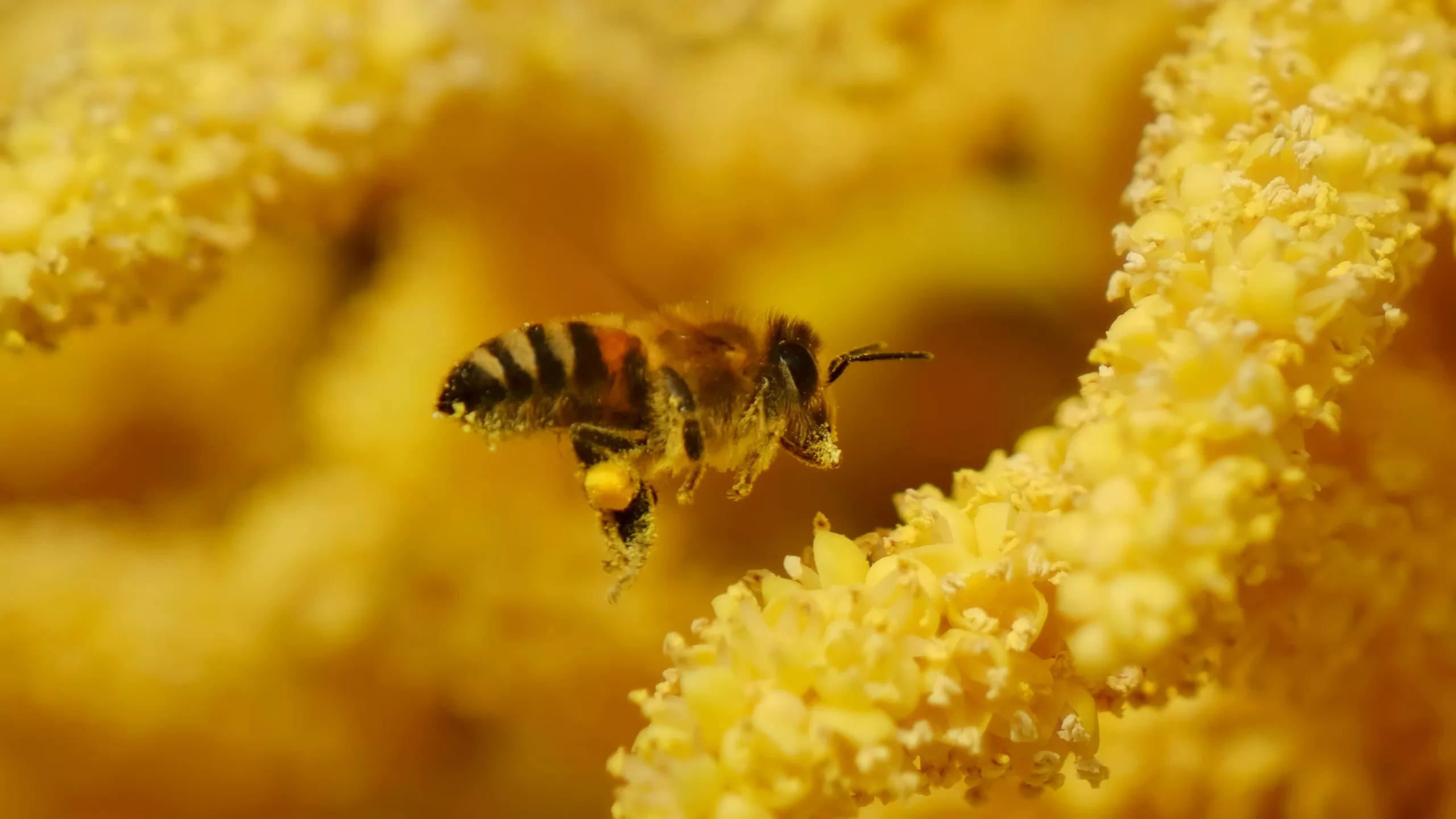 Honeybee foraging in Canadian wildflowers during summer