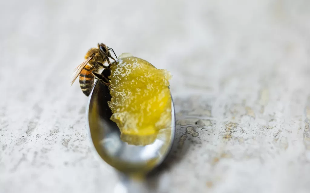 Crystallized honey in a glass jar showing natural texture change