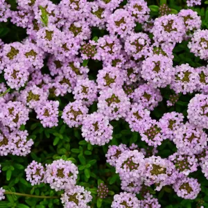 Thyme Honey