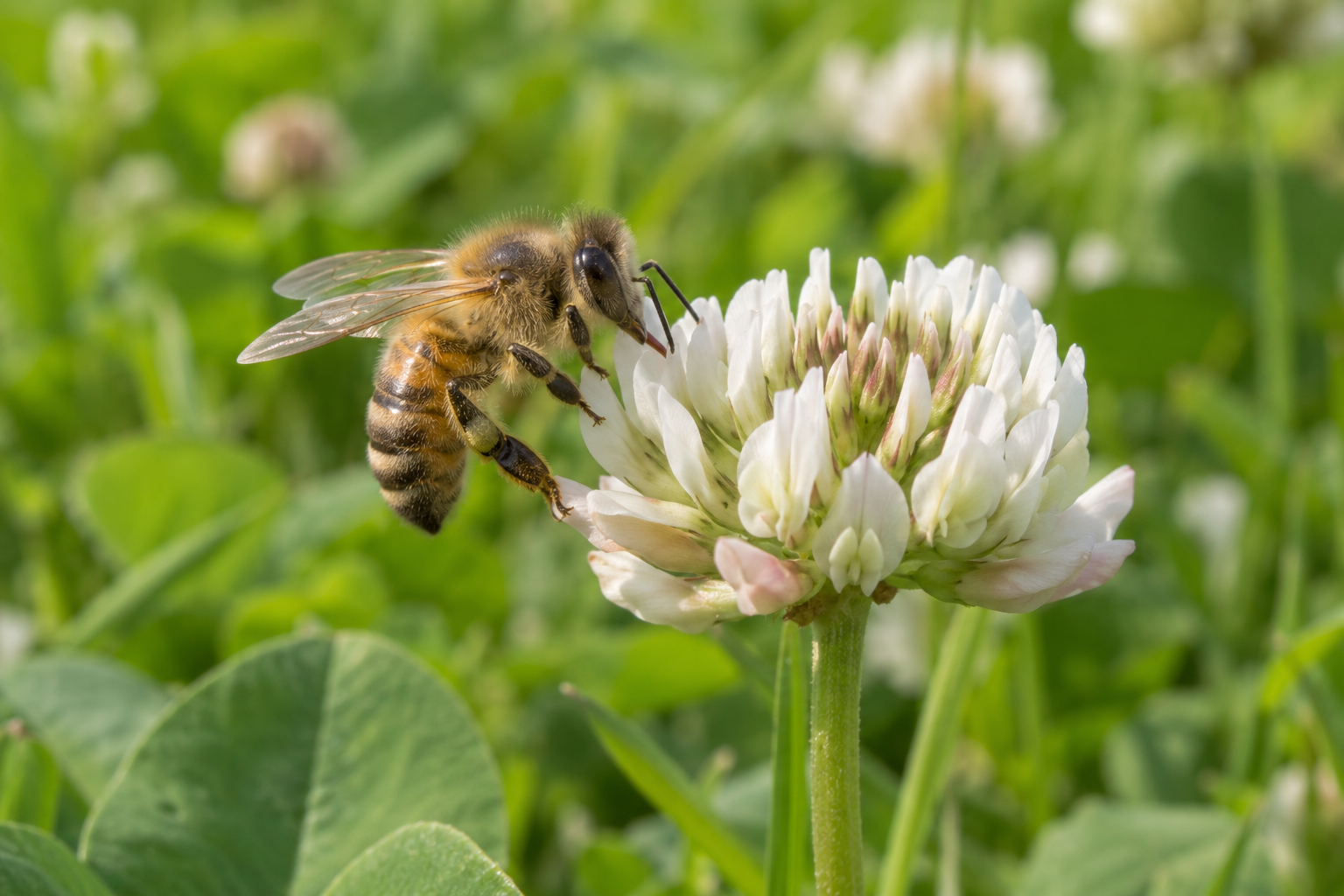 Western honey bee collecting nectar from a white clover flower