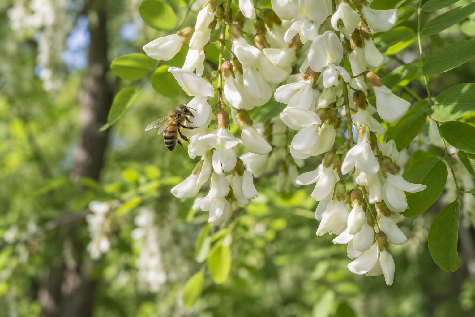 Worker honey bee collecting nectar from hanging white black locust blossoms in spring