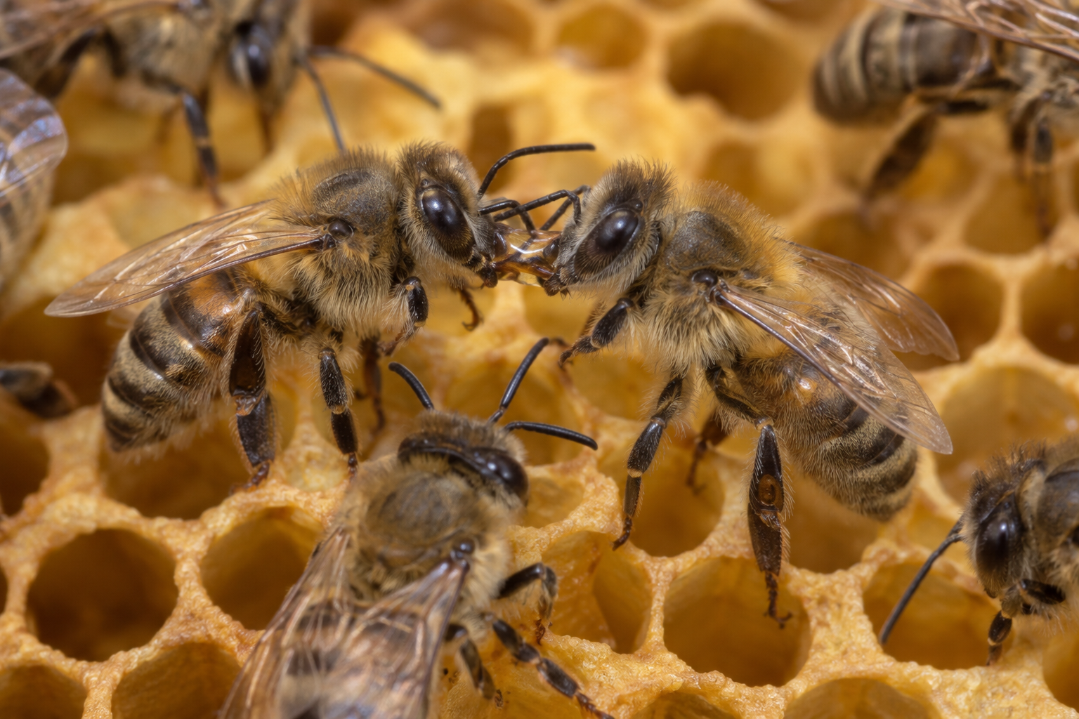 Two worker honey bees exchanging liquid food on beeswax comb