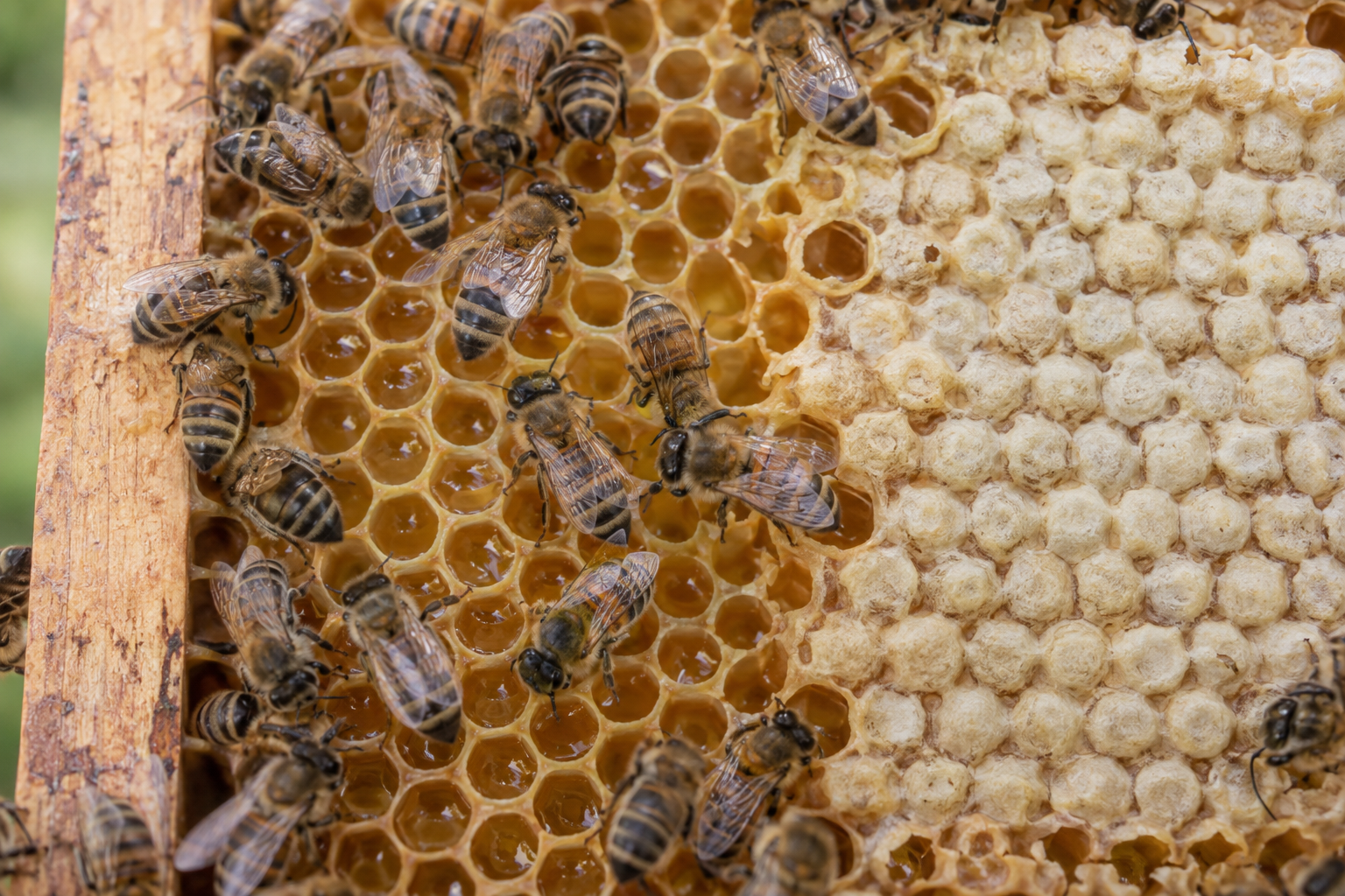 Worker honey bees on a comb with glistening open nectar cells beside pale capped honey