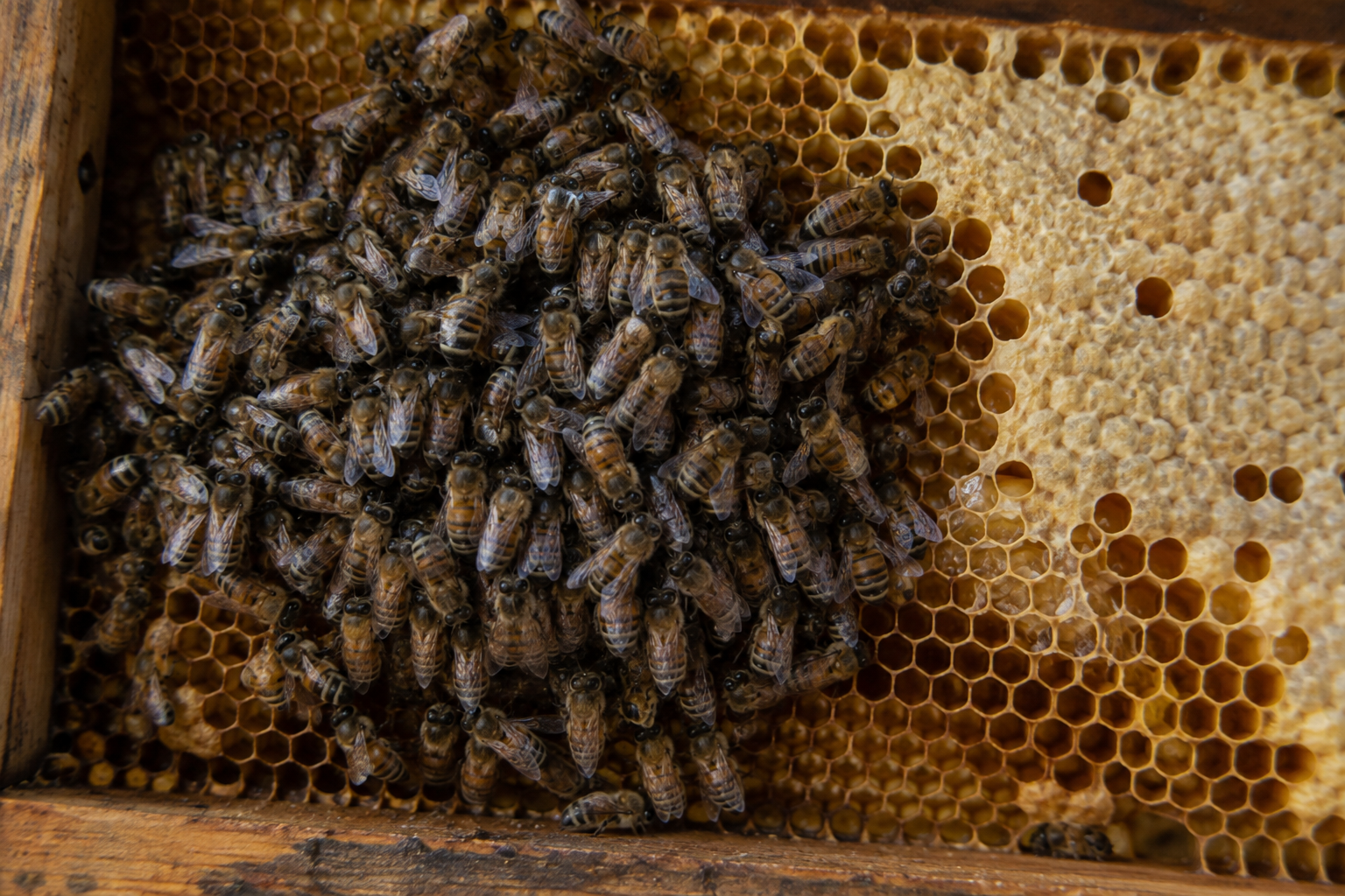 Winter honey bee cluster gathered on natural comb beside a section of pale capped honey stores