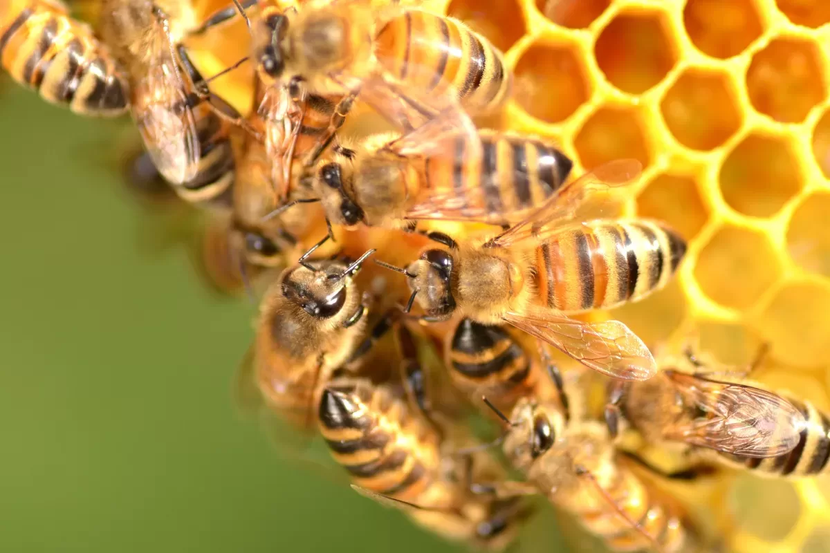 Honey dripping from honeycomb in beehive